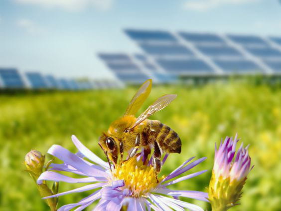 El impulso transformador de la energía solar ya genera en España nuevas oportunidades socioeconómicas y para la biodiversidad